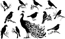 The Big Set Of  Wild Birds Silhouettes And Icons. Illustations Of Bird On Tree.