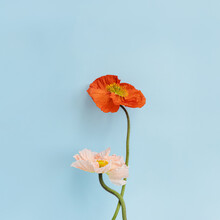 Beautiful Peach Pink And Red Poppy Flowers On Pastel Blue Background. Aesthetic Minimal Floral Composition