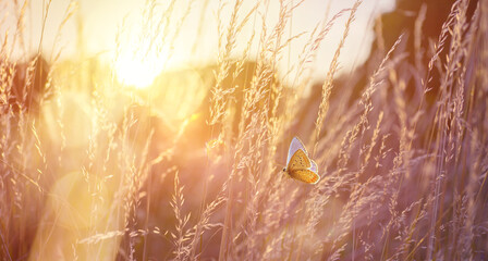 Wall Mural - Abstract field landscape at sunset with soft focus. dry ears of grass in the meadow and a flying butterfly, warm golden hour of sunset, sunrise time.
