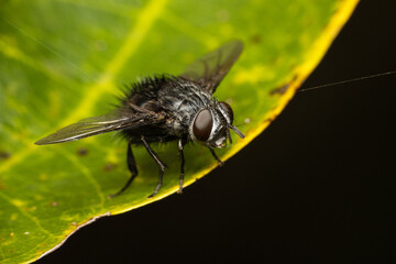 Wall Mural - Fuzzy Fly on a leaf