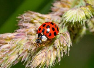 Wall Mural - Ladybug on grass ear