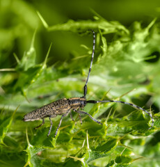 Wall Mural - Golden-bloomed grey longhorn beetle