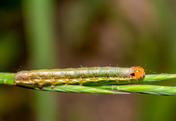 Canvas Print - Sawfly larva