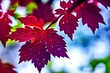 canvas print picture - red maple leaves