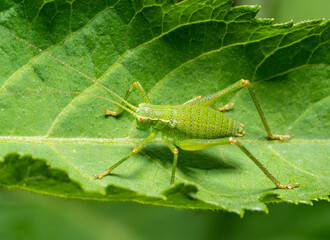 Canvas Print - Speckled bush-cricket