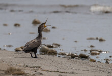 Cormorant Singing In The Wild Mediterranean Beach