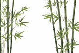 Fototapeta Sypialnia - bamboo or bamboo shoots