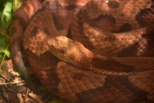 Dangerous Northern Copperhead Snake Coiled To Strike