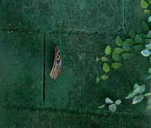 An Owl Butterfly Sits On A Green Background, And Next To It Is A Place For An Inscription