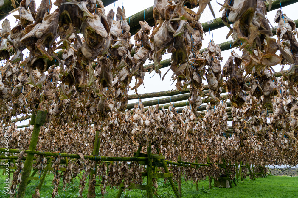 Haddock and Cod fish drying racks in Hafnarfjordur Iceland, Fish farm ...