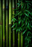 Fototapeta Sypialnia - Background green bamboo texture. 