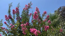 Lagerstroemia Indica Crape Myrtle Ornamental Shrub  Pink Flowers In Tropical Garden Against Blue Sky.