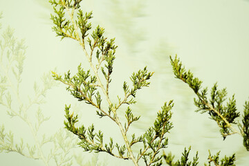 Canvas Print - Juniper branch with multiple exposure and halftone texture for Texas plant art.