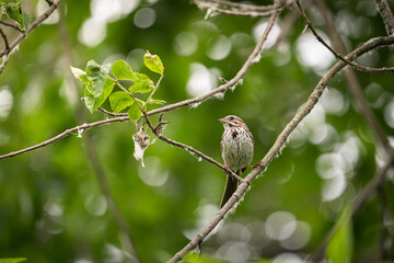 Wall Mural - sparrow