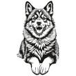 Finnish Lapphund dog realistic pencil drawing in vector, line art illustration of dog face black and white realistic breed pet