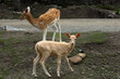 Cream coloured fallow deer fawn standing looking alert with normal larger female whitetail in soft focus background, Montebello, Quebec, Canada 