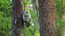 A Predatory Bird Ural Owl Perched In A Summery Boreal Forest In Estonia, Northern Europe