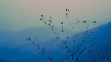 Canvas Print - The landscape of Kasauli Himachal Pradesh during blue hour