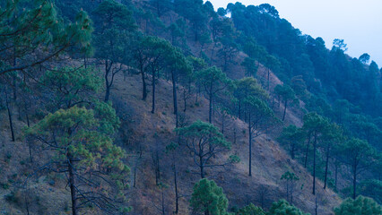 Canvas Print - The landscape of Kasauli Himachal Pradesh during blue hour