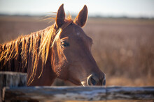 Chestnut Or Sorrel Quarter Horse On A Working Cattle Ranch