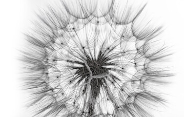 Canvas Print - flower fluff, dandelion seeds  - beautiful macro photography