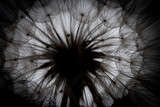 Fototapeta Dmuchawce - flower fluff, dandelion seeds  - beautiful macro photography