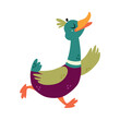 Funny Dabbling Duck Character with Wings Running Vector Illustration