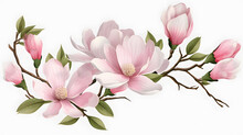 Elegant Magnolia Blooms With Velvety Petals On A White Background For Design Layouts 
