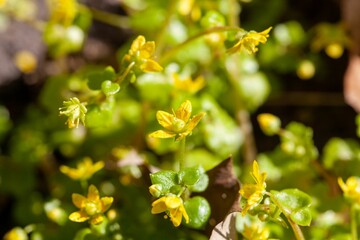 Wall Mural - Flowers of Saxifraga cymbalaria