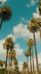 Wall Mural - Smoothly moving infinite road with palm trees on both sides with a sunset sky in a bottom view Background. Green palm trees. Vertical video background, vertical video,