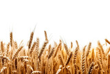 Fototapeta Zwierzęta - wheat field isolated on transparent background ,wheat field png clip art ,generative ai