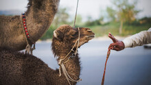 View Of Baby Camel Being Stoped By A Hand In Islamabad, Pakistan Capital City.