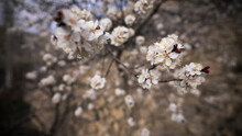 View Of Apricot Flowers, Spring Time In Hunza Valley, Gilgit Baltistan, Pakistan.