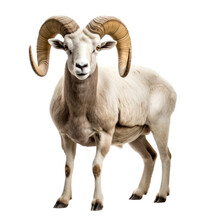 A Dall Sheep Ram Full Curl In Wildlife-themed, Photorealistic Illustration In A PNG, Cutout, And Isolated. Generative AI