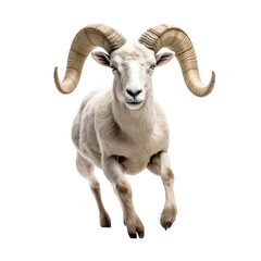 a Dall Sheep (Ovis dalli dalli) ram with full curl, in motion, running jumping in a Wildlife-themed, photorealistic illustration in a PNG, cutout, and isolated. Generative AI