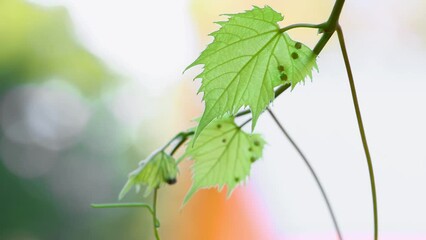 Sticker - Fresh young leaves on grape vine close up view.