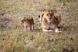 Fototapeta Konie - lion cub and lioness
