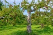 A gnarled old McIntosh apple tree loaded with ripe apples in a picturesque orchard in the Eastern Townships, Quebec, Canada.
