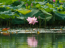 Beautiful Pink Lotus Flowers With Reflections In Pond, Pink Waterlily Flower With Green Leaves And Bud Background, Summer Flowers Blossom.