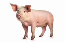 Portrait Of A Pig On A White Background