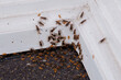 Mrówki hurtnice chodzą po ścianie 