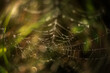 © Cavan Images - Spider web with dew drops at sunrise