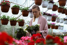 A Young Woman Works In A Greenhouse Of Flowers.
