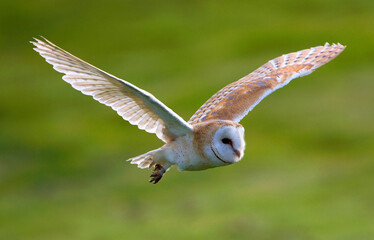  Barn Owl,Tyto alba