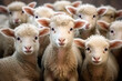 Cute lambs. Generative AI.