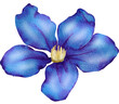 Blue Flower Watercolor illustration