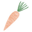 Hand drawn carrot watercolor