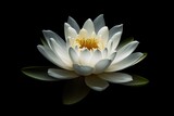 Fototapeta  - Symbol of Purity. Closeup of Fresh White Lotus Flower on Black Background