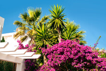 Tropical Garden. Palm Trees And Blooming Lilac Bush Against The Blue Sky