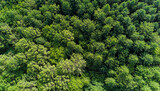 Fototapeta Na ścianę - Aerial view of a green forest. Epic view. Clean environmentally friendly sustainable development concept. Green jungle. Ai generative.